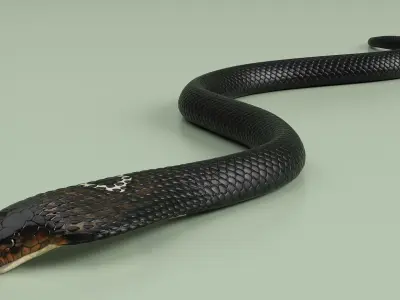  Attack Dark Skin Cobra Animated Rigged for Cinema 4D 