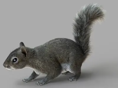  Squirrel (2) (RIG) (FUR) 