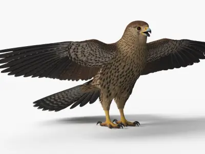  Falcon Bird Brown 