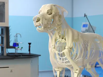  Dog Skeleton Anatomy with Translucent Shell Rigged for Maya 
