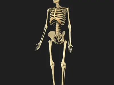 Human Skeleton Full Body 3D model