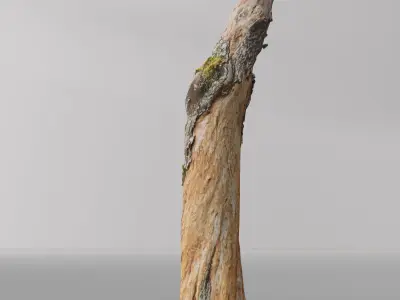Tree dead 03 Scan  Free low-poly 3D model