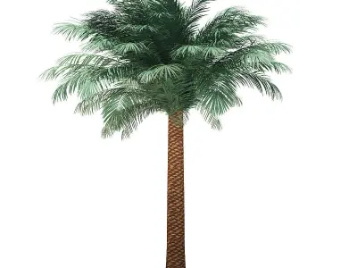 Silver Date Palm Tree 3D Model 5m 3D model