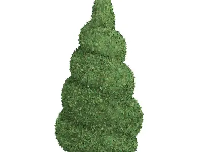Boxwood Plant Buxus sempervirens 3D model