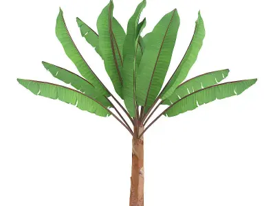 Banana Plant 3D model