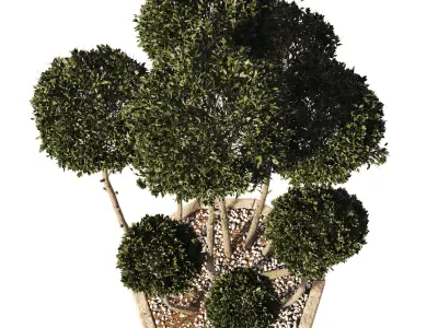 Garden Tree 02 3D model