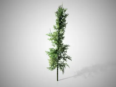 Bamboo plant hanging from ceiling Low-poly 3D model