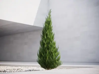 Small  conifer 3D model