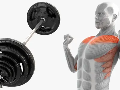  Male Muscular System Shoulder Press Animated Rigged for Cinema 4D 