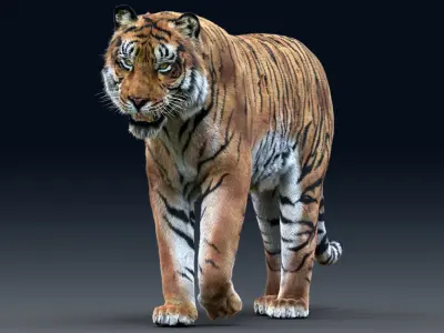  Tiger(Rigged, Fur)_1 