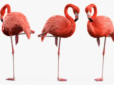 Tropical Bird Flamingo Pink Rigged for Maya 