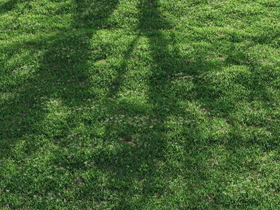 Bermuda grass 2 3D model