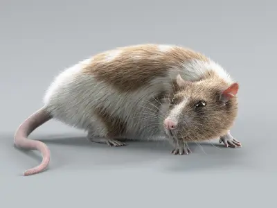  Decorative Rat Rigged Xgen 