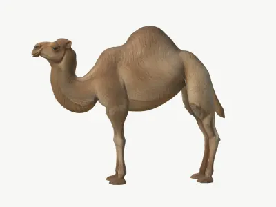  Realistic 3D Camel Model Game-Ready 