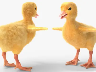  Young Farm Duck Idle Animated Fur Rigged For Blender 