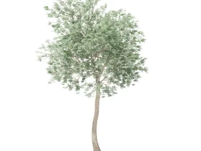 Olive Tree 3D model