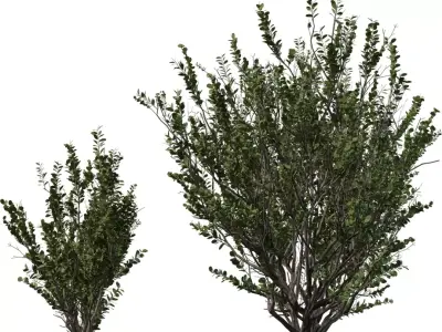 Realistic Shrub   Bush Growth Pack Low-poly 3D model