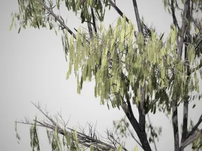 Common Hazel Catkins Tree Low-poly 3D model
