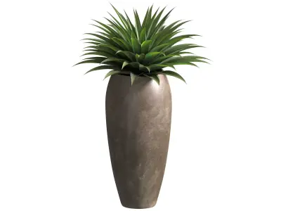 Agave plant in tall modern vase Tall Pot 3D model