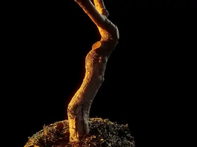 Treebark06scan dead tree 3D model