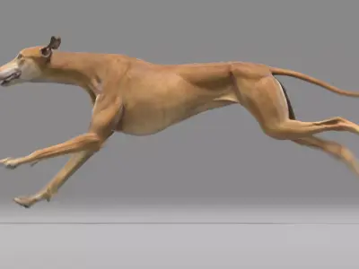 Greyhound Brown Animated 3D model