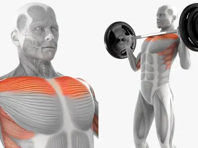  Male Muscular System Shoulder Press Animated Rigged for Cinema 4D 