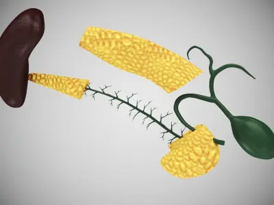 Pancreas and Spleen with Cross-Section 3D model