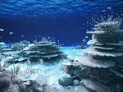  Corals Big Collection 