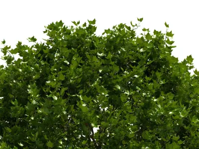 Platanus x hispanica 301SU V2 3D model