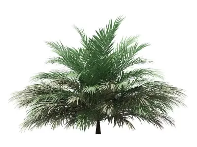 Butia Palm Tree 3D Model 2m 3D model