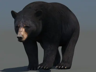  Rigged and Animated Black Bear and Red Wolf Forest Predators 3D Bundle 