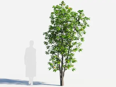 Populus balsamifera tree-3 3D model