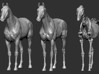  Horse Anatomy Eqine Ecorche 