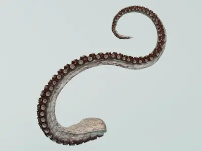  Octopus Tentacle Multicolor Rigged Animated 