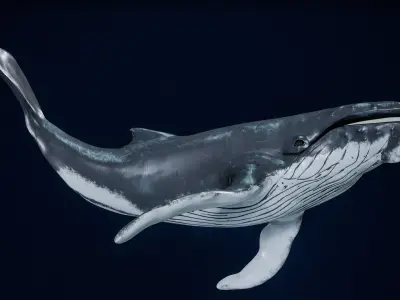  Humpback Whale Rigged PBR 