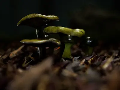 Mushrooms pack 1 Low-poly 3D model