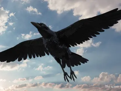  Common Raven Rigged for Cinema 4D 