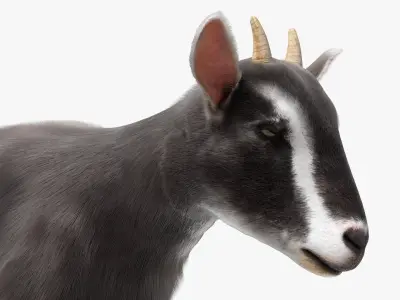  Domestic Goat Animated Fur Rigged for Blender 