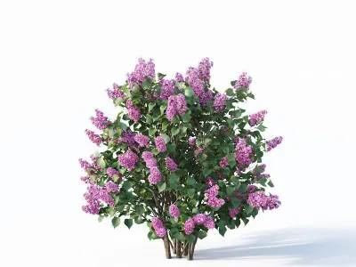 Lilac Syringa vulgaris Nr5 - Three sizes 3D model