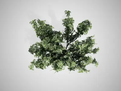 Black Elder Flowers Tree Low-poly 3D model