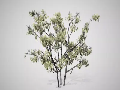Common Hazel Catkins Tree Low-poly 3D model