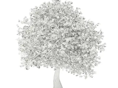 Olive Tree with Fruits 3D model