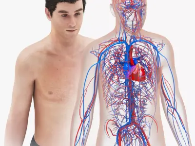 Human Cardiovascular System with Body Low-poly 3D model