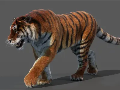  Tiger Amur Animated Fur 