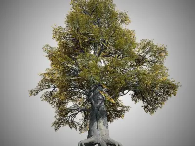 European Beech Fall Tree Low-poly 3D model