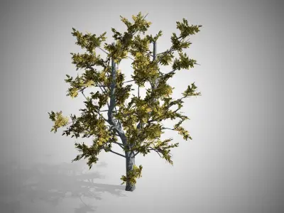 European Linden Fall Tree Low-poly 3D model