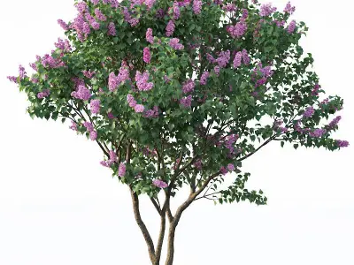 Lilac Syringa vulgaris Nr3 - Tree 3D model