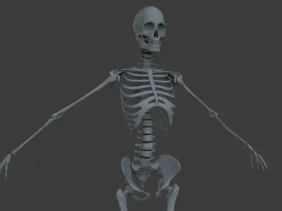 Ultimate Female Anatomy Project 3D model