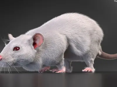  Running White Rat Fur Animated Rigged 