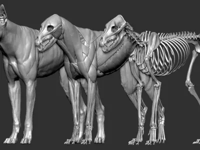  wolf VFX MUSCLE SIMulation 